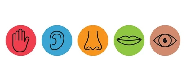 Insanin En Guclu Duyusu Hangisidir V